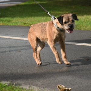 Når hunden bliver aggressiv