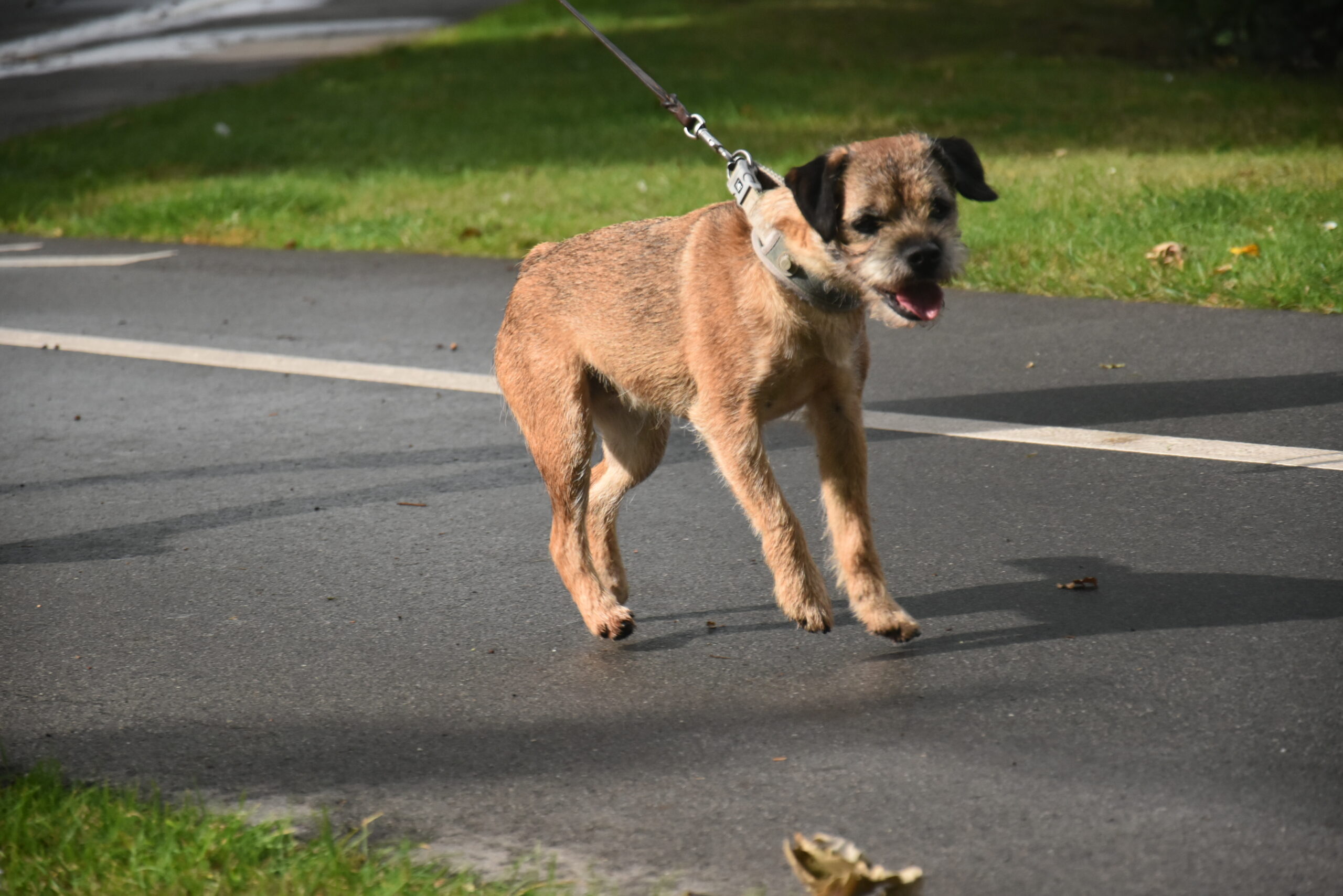 Når hunden bliver aggressiv