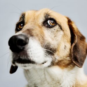 Når hunden bliver aggressiv