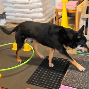 SKILL-senior torsdage i lige uger